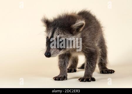 Waschbär (Procyon lotor), frontal, stehend, Jungtier, Captive, 8 Wochen, Studioaufnahme Stockfoto