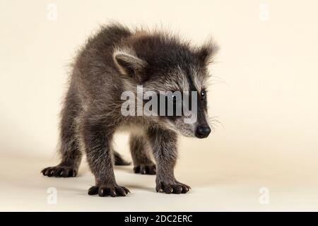 Waschbär (Procyon lotor), frontal, stehend, Jungtier, Captive, 8 Wochen, Studioaufnahme Stockfoto