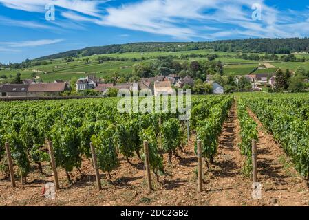 Blick auf den Weinberg in Burgund Bourgogne Heimat von Pinot Noir und chardonnay im Sommer Tag mit blauem Himmel. Cote d'Or. Stockfoto