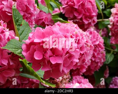 Große Hortensienblüte blühte im Frühling von magentarafarbener Farbe Stockfoto
