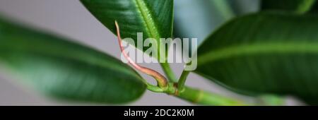 Big's Gummi Bild glatt grün Blatt Ficus benjamina, Ficus, Ficus microcarpa, elastischem Gummi, Angst, Geige, weinen Stockfoto