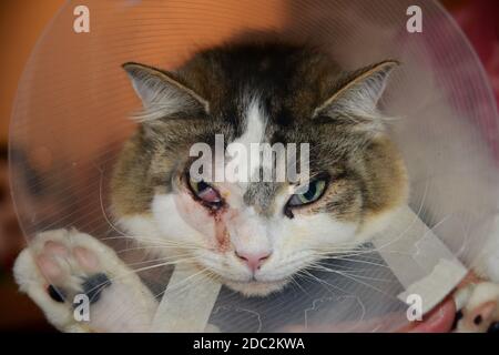 Die Katze trägt einen Katzenkegel, auch bekannt als elisabethanischer Kragen, E-Kragen, Kragen, Schamkegel, Radarschüssel für Haustiere, Lampenschirm oder saf t eilt. Stockfoto