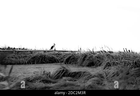 Silhouette einer Katze auf einem Zaun Stockfoto