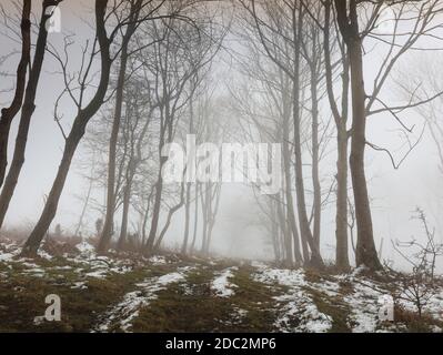 Arkade oder Avenue der Winterbuche in einer nebligen verschneiten Moorlandschaft in North Yorkshire, England. Dunkle Winter minimalistische Landschaft, dunkle Bäume Stockfoto