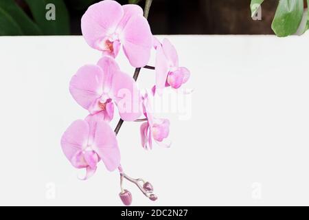 Rosa Phalaenopsis Orchidee im Winter oder Frühling tropischen Garten auf weißem Hintergrund. Stockfoto