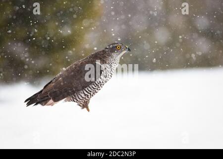 Nördlicher Habicht, accipiter gentilis, auf Schnee sitzend in der winterlichen Natur. Wilder Greifvogel, der auf weißer Wiese mit Kopierplatz zur Seite schaut. Stockfoto