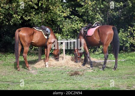 Pferde auf der Messe in Bjelovar, Kroatien ausgestellt Stockfoto