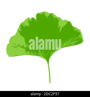 Blatt von Ginkgo biloba isoliert auf weißem Hintergrund. Ginkgo biloba, allgemein bekannt als Ginkgo oder Gingko, auch bekannt als der Maidenhair-Baum, ist der einzige Stockfoto