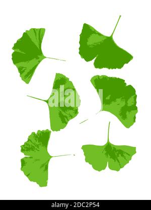 Blatt von Ginkgo biloba isoliert auf weißem Hintergrund. Ginkgo biloba, allgemein bekannt als Ginkgo oder Gingko, auch bekannt als der Maidenhair-Baum, ist der einzige Stockfoto