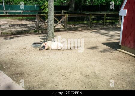 Ein großer weißer Wart Hog, der in einer Einhausung liegt In einem Zoo Stockfoto