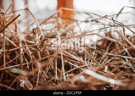 Nahaufnahme Heu. Nahrung für Pflanzenfresser. Tiere auf dem Bauernhof halten. Stockfoto