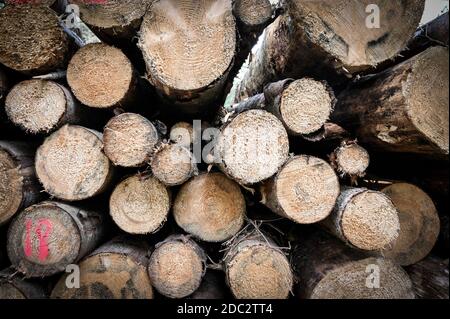Haufen von gesägten Baumstämmen in der englischen Landschaft. Stockfoto