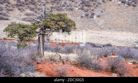 Alter verdrehter Wacholderbaum an den Ausläufern von Colorado in Herbstlandschaft - Red Mountain Open Space, Erholungsgebiet, das von Larimer County gepflegt wird Stockfoto