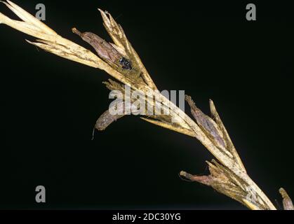 Ergot (Claviceps purpurea) Sklerotium, Ergots, ersetzen den Samen in einem Gras (Lolium sp.) Gras-Saatkopf Stockfoto