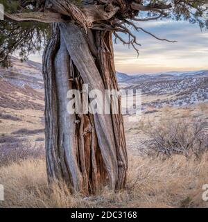 Alter verdrehter Wacholderbaum an den Ausläufern von Colorado in Herbstlandschaft - Red Mountain Open Space, Erholungsgebiet, das von Larimer County gepflegt wird Stockfoto