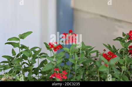 Rote Verbena isoliert auf einem unscharfen Hintergrund Stockfoto