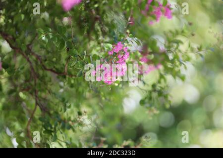 Crepe Myrtle isoliert auf einem unscharfen Hintergrund Stockfoto