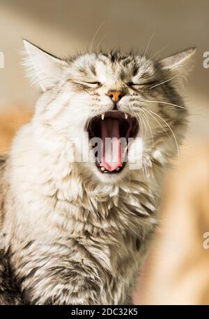 Schönes silbernes Katzengesicht in gähnender Zeit Stockfoto