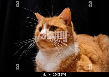 Porträt der inländischen orangen Katze Stockfoto