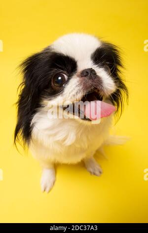 Ein Hund japanischer Chin auf gelbem Hintergrund Stockfoto