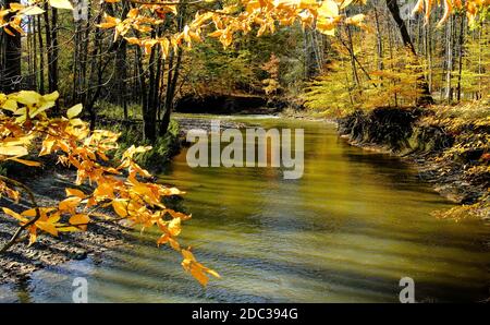 Herbstfarben auf dem Fluss Stockfoto