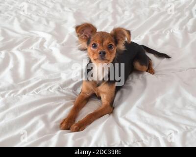 Toy Terrier, Nahaufnahme. Russische Spielzeug Terrier Hund auf einem weißen Hintergrund. Stockfoto