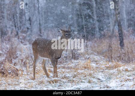 Schnee fällt auf einen jungen Weißschwanzbock im Norden von Wisconsin. Stockfoto