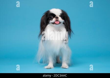 Ein Hund japanischer Chin auf blauem Hintergrund Stockfoto