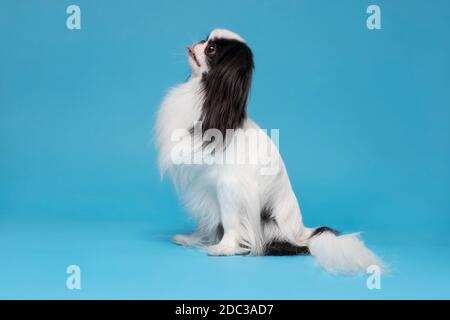 Ein Hund japanischer Chin auf blauem Hintergrund Stockfoto