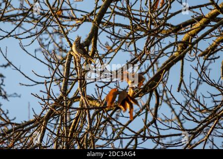 Rotflügel (Turdus iliacus) In einem Baum gelegen, der von Herbstsonne beleuchtet wird Stockfoto