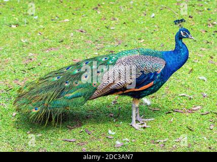 Porträt eines indischen Pfauenhuhns oder Pfaus (Pavo cristatus) im Gras. Stockfoto