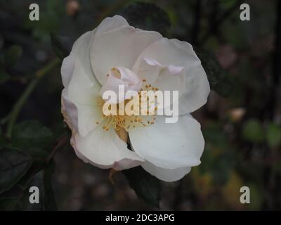 Einzelne hellrosa Blume der Rose 'Jacqueline du Pre' Stockfoto