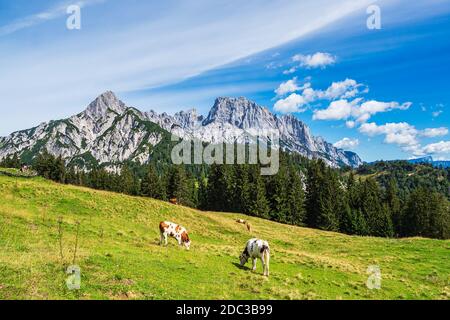 Blick auf die Litzlalm in den Alpen, Österreich. Stockfoto