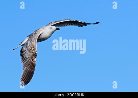 Heringmöwe - Larus argentatus, große Möwe im Flug, Shetlands, Schottland, Vereinigtes Königreich. Stockfoto