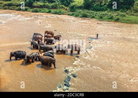 Wilde Elefanten waschen sich im orangefarbenen Flusswasser. Tiere in freier Wildbahn. Safari in Asien. Stockfoto