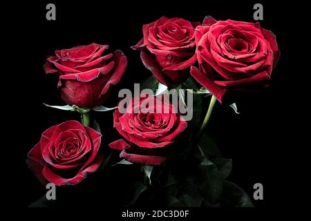 Wunderschöne rote Rosen auf einem Hintergrund der Dunkelheit Stockfoto