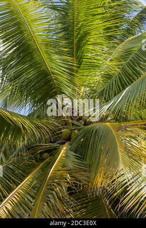 Selektiver Fokus und Nahaufnahme von frischen Kokosfrüchten Hängen an Kokosnussbaum in landschaftlicher Ausrichtung Stockfoto