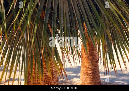 Kokospalme am tropischen Küstenstrand, mit Vintage-Tönen, warmen Tönen. Urlaubskonzept. Stockfoto