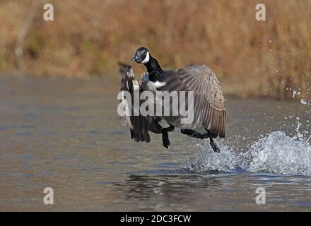 Kanadagans (Branta canadensis), Maryland Stockfoto