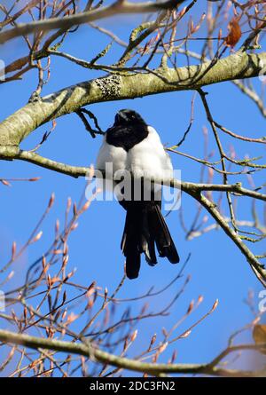 Elster (Pica pica) in einem Baum. Kent, Großbritannien. Stockfoto