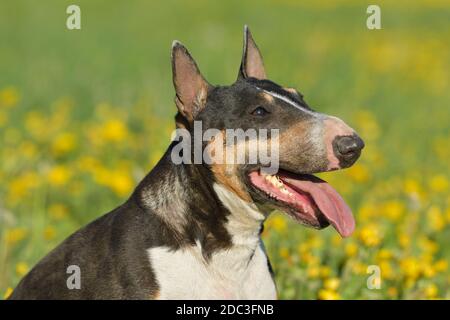 Miniatur Bullterrier Stockfoto