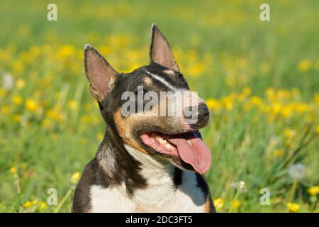 Miniatur Bullterrier Stockfoto