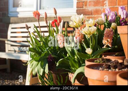 Tulip 'Exotic Emperor' (‘White Valley’), Tulipa 'Salmon Van Eijk', Hyacinthus orientalis 'Gypsy Queen' und 'Woodstock' und Tulipa ‘Candy Prince’ Stockfoto