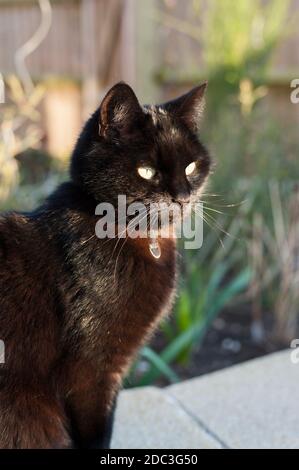 Kurzhaarige schwarze Katze in einem Garten in der Abendsonne Stockfoto