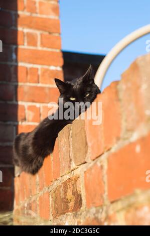 Kurzhaarige schwarze Katze an einer Gartenwand am Abend So Stockfoto
