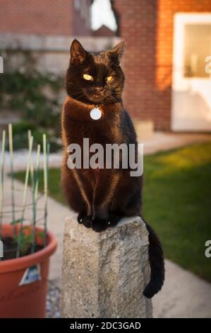 Kurzhaarige schwarze Katze, die auf einem Steinsockel in einem thront Garten Stockfoto