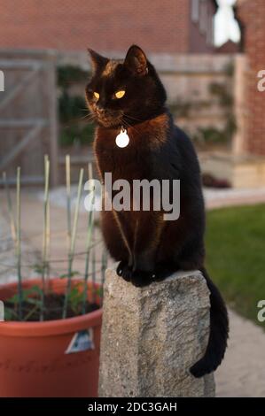 Kurzhaarige schwarze Katze, die auf einem Steinsockel in einem thront Garten Stockfoto