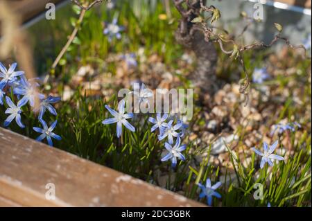 Chionodoxa forbesii, Glory of the Snow in Flower in a Container underneath a Corkscrew or contorted Hazel, Corylus avellana 'Contorta' Stockfoto
