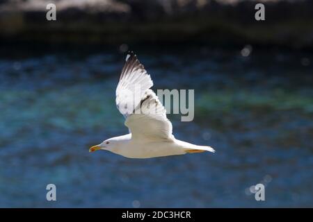 Eine Silbermöwe im Flug Stockfoto