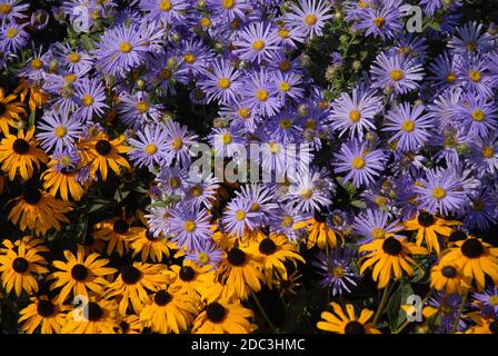 Lila Asterblüten, Little Carlow, cordifolius Hybrid, und orange Rudbekia, fulgida Goldsturm in einem Herbst Blumenbeet blühen Stockfoto